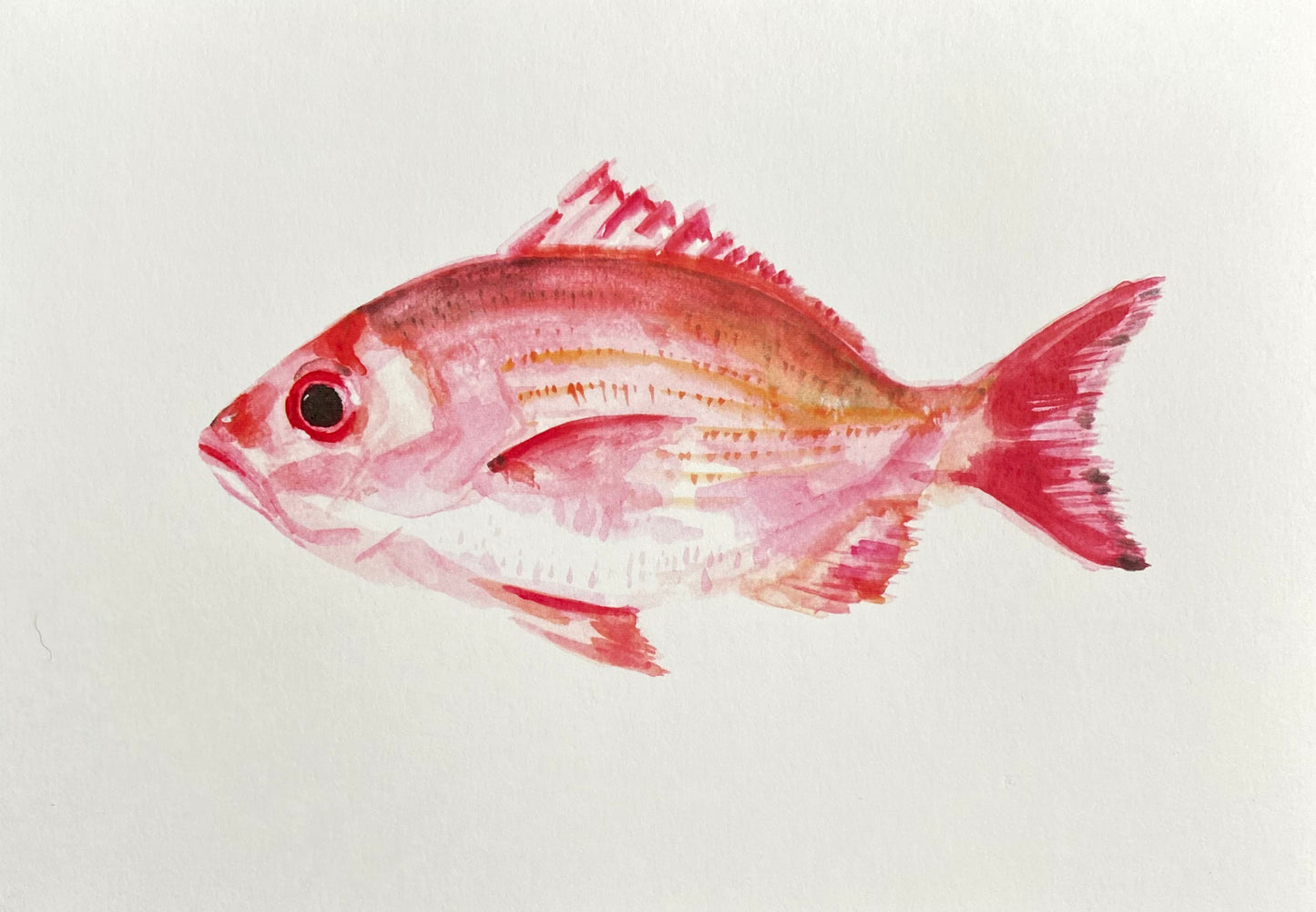 A5 red snapper watercolor art print