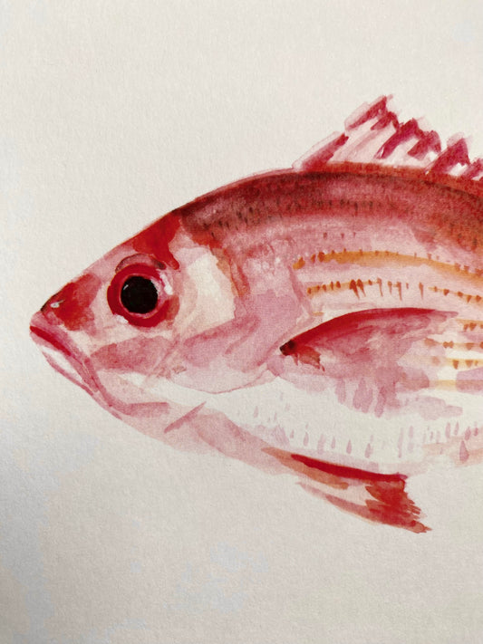 A5 red snapper watercolor art print